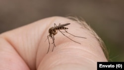 Crece preocupación por brote de dengue y hepatitis A en Cuba
