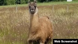 Cormac, la llama que vive en una granja de Washington. (Cortesía de Triple J. Farms)